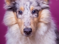 Langhaarcollie_Rough_Collie_Gaia_bluemerle_Welpe_Puppy_Baby_Weibchen_Studio_Pink_Wand_Studioaufnahme_HemlepFotografie_Marburg_Tierfotografie.jpg (11)