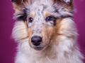 Langhaarcollie_Rough_Collie_Gaia_bluemerle_Welpe_Puppy_Baby_Weibchen_Studio_Pink_Wand_Studioaufnahme_HemlepFotografie_Marburg_Tierfotografie.jpg (13)