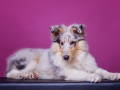 Langhaarcollie_Rough_Collie_Gaia_bluemerle_Welpe_Puppy_Baby_Weibchen_Studio_Pink_Wand_Studioaufnahme_HemlepFotografie_Marburg_Tierfotografie.jpg (17)