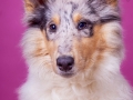 Langhaarcollie_Rough_Collie_Gaia_bluemerle_Welpe_Puppy_Baby_Weibchen_Studio_Pink_Wand_Studioaufnahme_HemlepFotografie_Marburg_Tierfotografie.jpg (5)