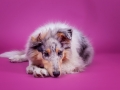 Langhaarcollie_Rough_Collie_Gaia_bluemerle_Welpe_Puppy_Baby_Weibchen_Studio_Pink_Wand_Studioaufnahme_HemlepFotografie_Marburg_Tierfotografie.jpg (7)