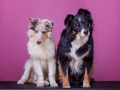 Langhaarcollie_Rough_Gaia_Welpe_bluemerle_Border_Collie_Mischling_Maggy_tricolor_Weibchen_Studio_Pink_Wand_HemlepFotografie_Marburg_Tierfotografie (1)