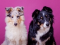 Langhaarcollie_Rough_Gaia_Welpe_bluemerle_Border_Collie_Mischling_Maggy_tricolor_Weibchen_Studio_Pink_Wand_HemlepFotografie_Marburg_Tierfotografie (4)