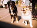 Border_Collie_Mischling_Maggy_tricolor_Langhaarcollie_Rough_Collie_Gaia_bluemerle_Welpe_Baby_Marburg (1)