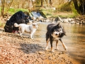 Border_Collie_Mischling_Maggy_tricolor_Langhaarcollie_Rough_Collie_Gaia_bluemerle_Welpe_Baby_Marburg_Lahn_Wasser (1)