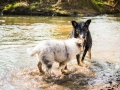 Border_Collie_Mischling_Maggy_tricolor_Langhaarcollie_Rough_Collie_Gaia_bluemerle_Welpe_Baby_Marburg_Lahn_Wasser (3)