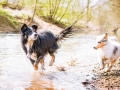 Border_Collie_Mischling_Maggy_tricolor_Langhaarcollie_Rough_Collie_Gaia_bluemerle_Welpe_Baby_Marburg_Lahn_Wasser (5)