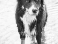 Border_Collie_Mischling_Maggy_tricolor_Marburg_Lahn_Wasser (2)