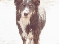 Border_Collie_Mischling_Maggy_tricolor_Marburg_Lahn_Wasser (3)