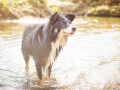 Border_Collie_Mischling_Maggy_tricolor_Marburg_Lahn_Wasser (5)