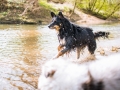 Border_Collie_Mischling_Maggy_tricolor_Marburg_Lahn_Wasser (7)
