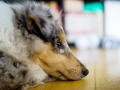 Langhaarcollie_Rough_Collie_Gaia_bluemerle_Marburg_Welpe_Baby_Puppy (3)