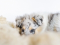 Langhaarcollie_Rough_Collie_Gaia_bluemerle_Marburg_Welpe_Baby_Puppy_Fell_Lammfell_kuschelig (1)