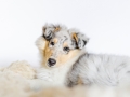 Langhaarcollie_Rough_Collie_Gaia_bluemerle_Marburg_Welpe_Baby_Puppy_Fell_Lammfell_kuschelig (5)