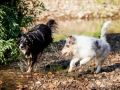 Border_Collie_Mischling_maggy_Senior_tricolor_Langhaarcollie_Rough_Gaia_bluemerle_Marburg_Lahn_wasser_Fluss_spielen_Hunde_welpe (1)