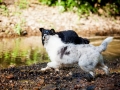 Border_Collie_Mischling_maggy_Senior_tricolor_Langhaarcollie_Rough_Gaia_bluemerle_Marburg_Lahn_wasser_Fluss_spielen_Hunde_welpe (3)