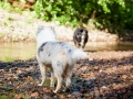 Border_Collie_Mischling_maggy_Senior_tricolor_Langhaarcollie_Rough_Gaia_bluemerle_Marburg_Lahn_wasser_Fluss_spielen_Hunde_welpe (5)