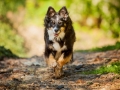 Border_Collie_Mischling_maggy_Senior_tricolor_Marburg_Lahn_wasser_Fluss_spielen_Hund_Hundefotografie_Tierfotografie (1)