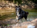 Border_Collie_Mischling_maggy_Senior_tricolor_Marburg_Lahn_wasser_Fluss_spielen_Hund_Hundefotografie_Tierfotografie (11)