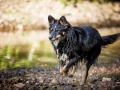 Border_Collie_Mischling_maggy_Senior_tricolor_Marburg_Lahn_wasser_Fluss_spielen_Hund_Hundefotografie_Tierfotografie (13)