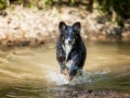 Border_Collie_Mischling_maggy_Senior_tricolor_Marburg_Lahn_wasser_Fluss_spielen_Hund_Hundefotografie_Tierfotografie (15)