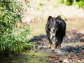 Border_Collie_Mischling_maggy_Senior_tricolor_Marburg_Lahn_wasser_Fluss_spielen_Hund_Hundefotografie_Tierfotografie (19)