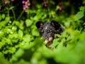Border_Collie_Mischling_maggy_Senior_tricolor_Marburg_Lahn_wasser_Fluss_spielen_Hund_Hundefotografie_Tierfotografie (21)