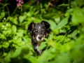 Border_Collie_Mischling_maggy_Senior_tricolor_Marburg_Lahn_wasser_Fluss_spielen_Hund_Hundefotografie_Tierfotografie (23)