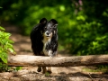 Border_Collie_Mischling_maggy_Senior_tricolor_Marburg_Lahn_wasser_Fluss_spielen_Hund_Hundefotografie_Tierfotografie (25)