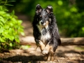 Border_Collie_Mischling_maggy_Senior_tricolor_Marburg_Lahn_wasser_Fluss_spielen_Hund_Hundefotografie_Tierfotografie (27)