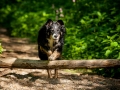Border_Collie_Mischling_maggy_Senior_tricolor_Marburg_Lahn_wasser_Fluss_spielen_Hund_Hundefotografie_Tierfotografie (29)