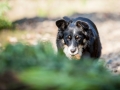 Border_Collie_Mischling_maggy_Senior_tricolor_Marburg_Lahn_wasser_Fluss_spielen_Hund_Hundefotografie_Tierfotografie (3)