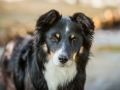 Border_Collie_Mischling_maggy_Senior_tricolor_Marburg_Lahn_wasser_Fluss_spielen_Hund_Hundefotografie_Tierfotografie (5)