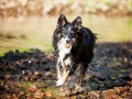 Border_Collie_Mischling_maggy_Senior_tricolor_Marburg_Lahn_wasser_Fluss_spielen_Hund_Hundefotografie_Tierfotografie (9)