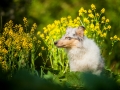 Langhaarcollie_Rough_Collie_Gaia_bluemerle_Welpe_baby_tierbaby_hundebaby_Hundewelpe_puppy_Marburg_Lahn_fluss_wasser_Hundefotografie_Tierfotografie_Hund (11)