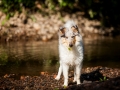 Langhaarcollie_Rough_Collie_Gaia_bluemerle_Welpe_baby_tierbaby_hundebaby_Hundewelpe_puppy_Marburg_Lahn_fluss_wasser_Hundefotografie_Tierfotografie_Hund (17)