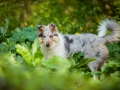 Langhaarcollie_Rough_Collie_Gaia_bluemerle_Welpe_baby_tierbaby_hundebaby_Hundewelpe_puppy_Marburg_Lahn_fluss_wasser_Hundefotografie_Tierfotografie_Hund (21)