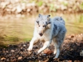 Langhaarcollie_Rough_Collie_Gaia_bluemerle_Welpe_baby_tierbaby_hundebaby_Hundewelpe_puppy_Marburg_Lahn_fluss_wasser_Hundefotografie_Tierfotografie_Hund (23)