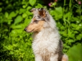 Langhaarcollie_Rough_Collie_Gaia_bluemerle_Welpe_baby_tierbaby_hundebaby_Hundewelpe_puppy_Marburg_Lahn_fluss_wasser_Hundefotografie_Tierfotografie_Hund (27)