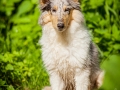 Langhaarcollie_Rough_Collie_Gaia_bluemerle_Welpe_baby_tierbaby_hundebaby_Hundewelpe_puppy_Marburg_Lahn_fluss_wasser_Hundefotografie_Tierfotografie_Hund (29)