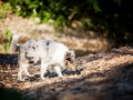 Langhaarcollie_Rough_Collie_Gaia_bluemerle_Welpe_baby_tierbaby_hundebaby_Hundewelpe_puppy_Marburg_Lahn_fluss_wasser_Hundefotografie_Tierfotografie_Hund (3)