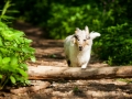 Langhaarcollie_Rough_Collie_Gaia_bluemerle_Welpe_baby_tierbaby_hundebaby_Hundewelpe_puppy_Marburg_Lahn_fluss_wasser_Hundefotografie_Tierfotografie_Hund (31)