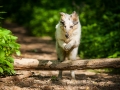 Langhaarcollie_Rough_Collie_Gaia_bluemerle_Welpe_baby_tierbaby_hundebaby_Hundewelpe_puppy_Marburg_Lahn_fluss_wasser_Hundefotografie_Tierfotografie_Hund (33)