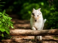 Langhaarcollie_Rough_Collie_Gaia_bluemerle_Welpe_baby_tierbaby_hundebaby_Hundewelpe_puppy_Marburg_Lahn_fluss_wasser_Hundefotografie_Tierfotografie_Hund (35)