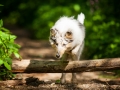 Langhaarcollie_Rough_Collie_Gaia_bluemerle_Welpe_baby_tierbaby_hundebaby_Hundewelpe_puppy_Marburg_Lahn_fluss_wasser_Hundefotografie_Tierfotografie_Hund (37)