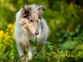 Langhaarcollie_Rough_Collie_Gaia_bluemerle_Welpe_baby_tierbaby_hundebaby_Hundewelpe_puppy_Marburg_Lahn_fluss_wasser_Hundefotografie_Tierfotografie_Hund (5)