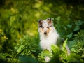 Langhaarcollie_Rough_Collie_Gaia_bluemerle_Welpe_baby_tierbaby_hundebaby_Hundewelpe_puppy_Marburg_Lahn_fluss_wasser_Hundefotografie_Tierfotografie_Hund (7)