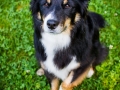 Border_Collie_Mischling_Maggy_tricolor_Pfote_aua_wehwehchen_schmerz_Wiese_Tierfotografie_Hundefotografie_Marburg (4).jpg