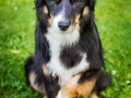 Border_Collie_Mischling_Maggy_tricolor_Pfote_aua_wehwehchen_schmerz_Wiese_Tierfotografie_Hundefotografie_Marburg (8).jpg