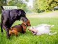 Hundebegegnung_Marburg_Gaia_Langhaarcollie_Rough_Collie_Dackel_Colja_Lahnwiese_Suedviertel_Lahn_Wiese_Freundschaft._Spielen (10).jpg